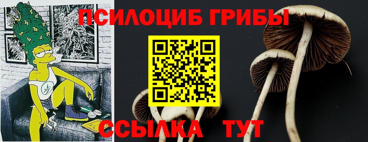Псилоцибиновые грибы Psilocybine cubensis Елабуга